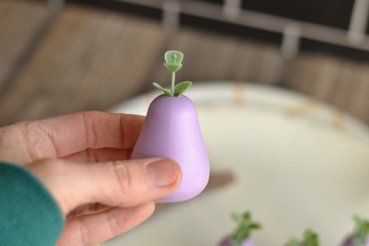One Lavender Mini Pear